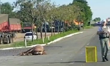 Cavalo solto na pista provoca acidente na Zona Norte