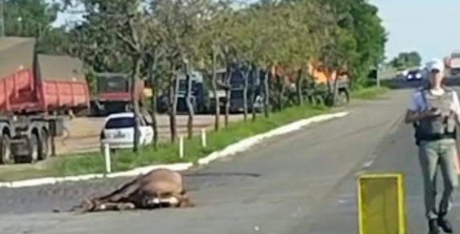 Cavalo solto na pista provoca acidente na Zona Norte