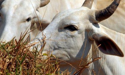 Vaca louca de volta?