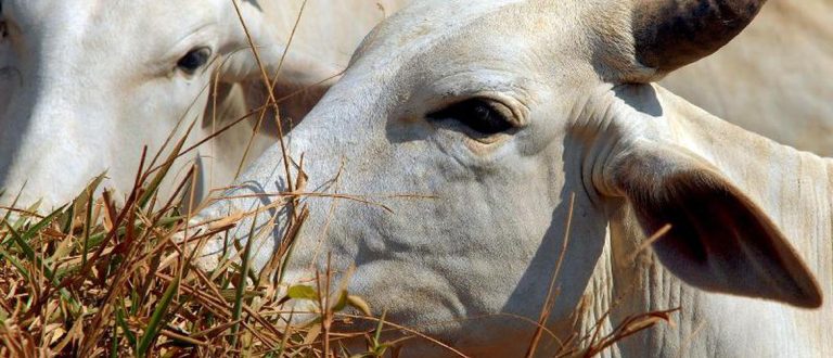 Vaca louca de volta?