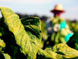 Câmara de Novo Cabrais cria Frente Parlamentar em Defesa dos Plantadores de Fumo