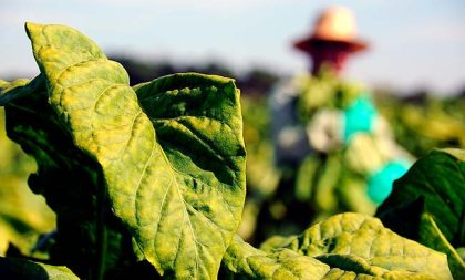 Câmara de Novo Cabrais cria Frente Parlamentar em Defesa dos Plantadores de Fumo