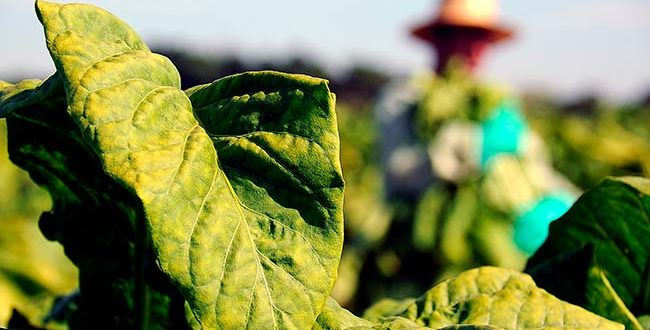 Câmara de Novo Cabrais cria Frente Parlamentar em Defesa dos Plantadores de Fumo