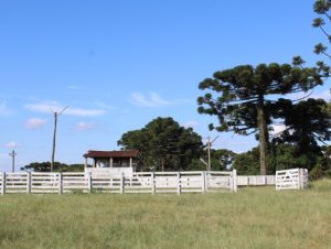 IX Rodeio Crioulo começa nesta sexta em Cerro Branco