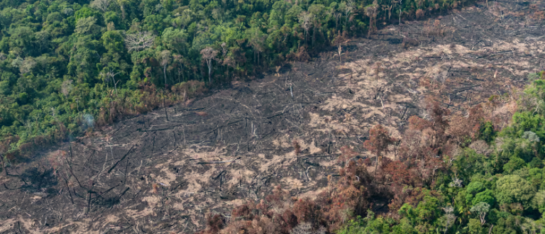 Sob Governo Lula, desmatamento bate recorde histórico na Amazônia