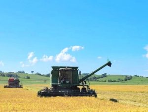 Colheita do arroz: Região passa dos 20%