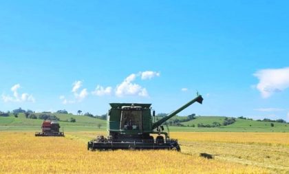 Colheita do arroz: Região passa dos 20%