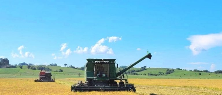 Colheita do arroz: Região passa dos 20%