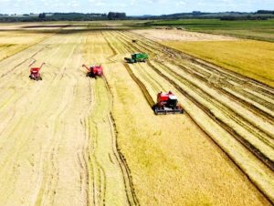 Arroz: Região alcança 65% de colheita