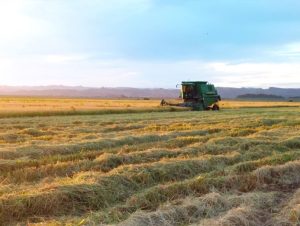 Arroz: restam 21% de área a ser colhida na Região