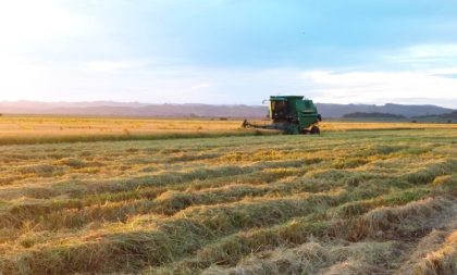 Arroz: restam 21% de área a ser colhida na Região