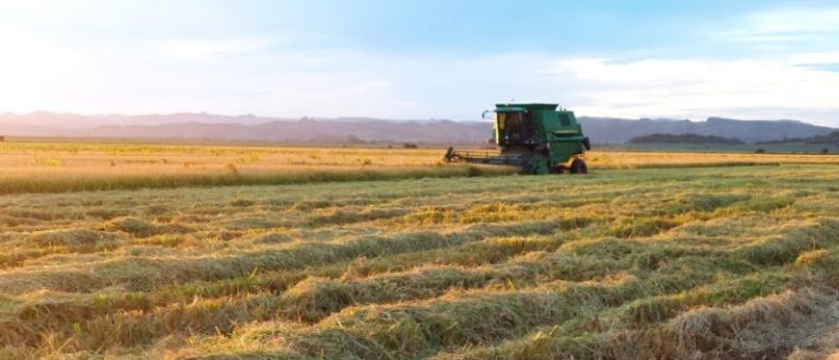 Arroz: restam 21% de área a ser colhida na Região