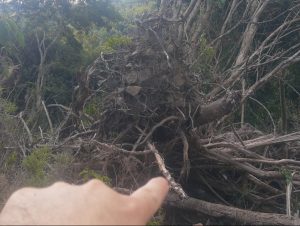 Batalhão Ambiental de Cachoeira do Sul deflagra Operação Força Verde