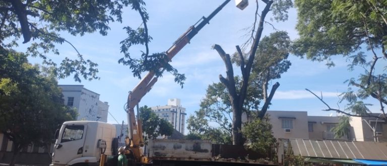 Retirada de árvores: Secretaria do Meio Ambiente justifica ação na Praça Honorato