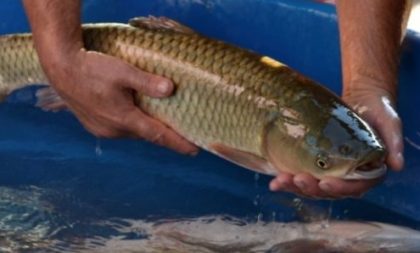 Começa nesta terça a Feira do Peixe Vivo