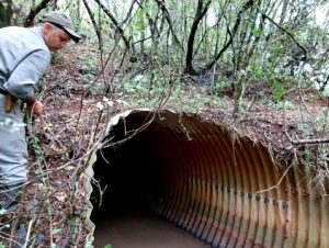 Após identificação de focos em Cachoeira do Sul, RS amplia alerta contra raiva