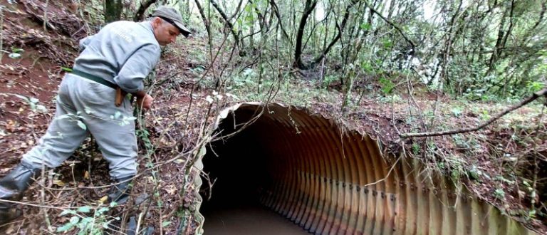 Após identificação de focos em Cachoeira do Sul, RS amplia alerta contra raiva