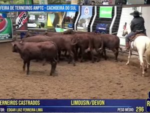 Fazenda Boa Esperança brilha mais uma vez na Feira de Terneiros