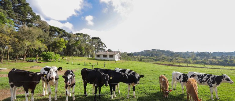 Sindicato Rural convida mulheres para workshop sobre Bovinocultura Leiteira