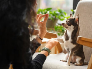 Você sabe o que faz um Pet Sitter?