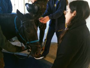 Psicologia da Ulbra realiza palestra sobre equoterapia