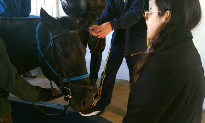 Psicologia da Ulbra realiza palestra sobre equoterapia