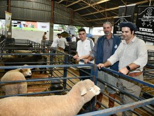 Pecuária é o destaque no final da 23ª Fenarroz