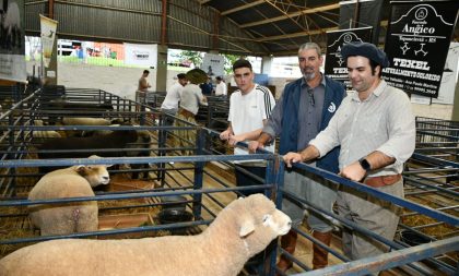 Pecuária é o destaque no final da 23ª Fenarroz