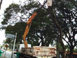 Prefeitura dá uma geral nas tipuanas da Praça José Bonifácio