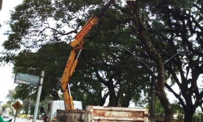 Prefeitura dá uma geral nas tipuanas da Praça José Bonifácio