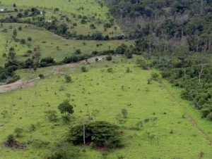 Banco do Brasil passa a aceitar créditos de carbono em leilões de imóveis rurais