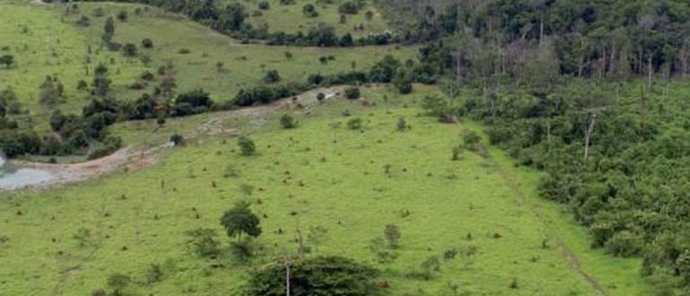 Banco do Brasil passa a aceitar créditos de carbono em leilões de imóveis rurais