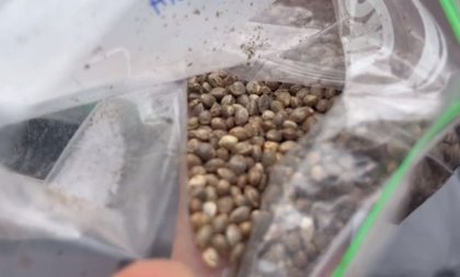 PRF apreende mais de 30 mil sementes de maconha na BR-290