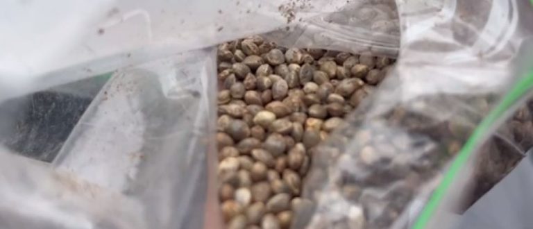 PRF apreende mais de 30 mil sementes de maconha na BR-290