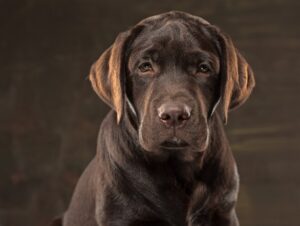 Quais sintomas para saber que o cachorro está envelhecendo?