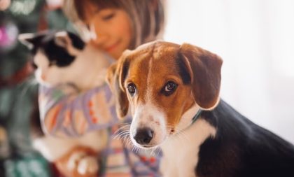 Projeto abre inscrições para castração de cães e gatos em Novo Cabrais