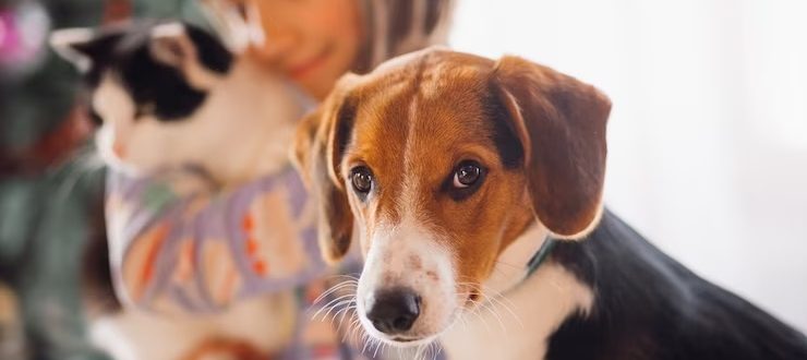 Projeto abre inscrições para castração de cães e gatos em Novo Cabrais