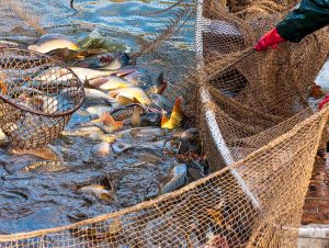 Justiça valida lei que proíbe pesca de arrasto no RS