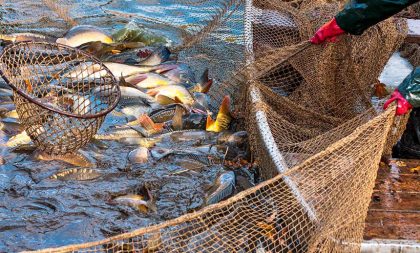 Justiça valida lei que proíbe pesca de arrasto no RS