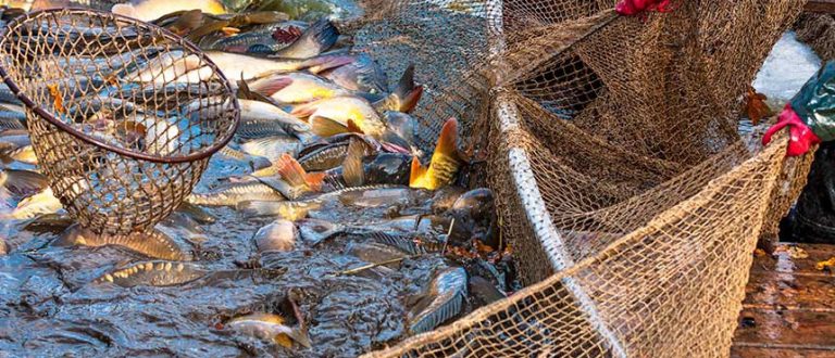 Justiça valida lei que proíbe pesca de arrasto no RS