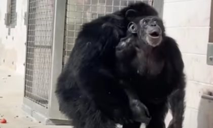 Vídeo: chimpanzé criada em laboratório vê o céu pela primeira vez