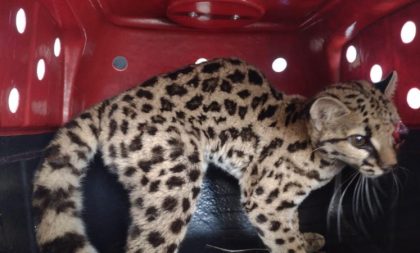 Gato-do-mato passa por recuperação no Zoo de Cachoeira