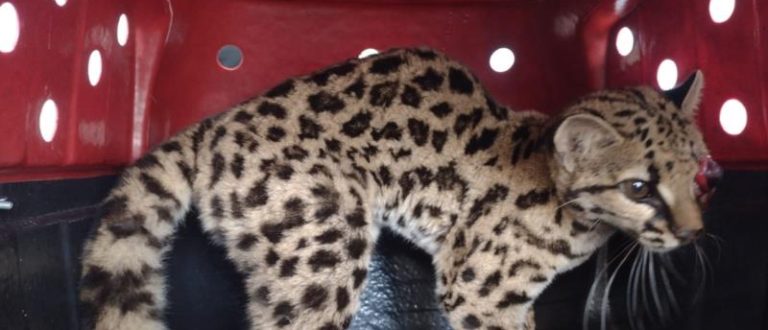 Gato-do-mato passa por recuperação no Zoo de Cachoeira