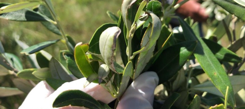 Azeite de oliva: Estado registrou redução de 40% dos casos de derivas de herbicidas em todo o território, em comparação com o último ano / Crédito: Divulgação Seapi