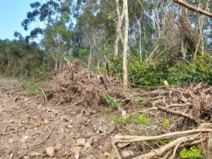 Batalhão Ambiental de Cachoeira do Sul realiza operação contra desmatamento