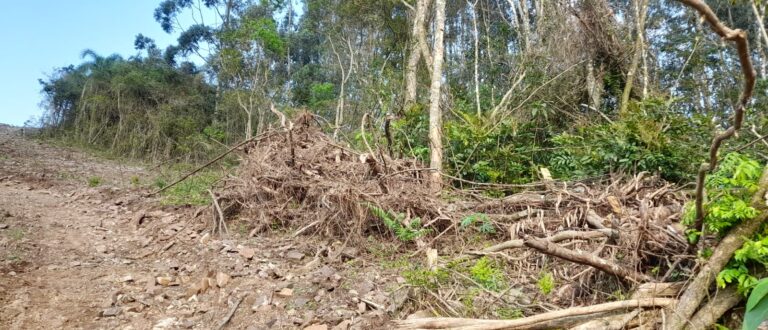 Batalhão Ambiental de Cachoeira do Sul realiza operação contra desmatamento