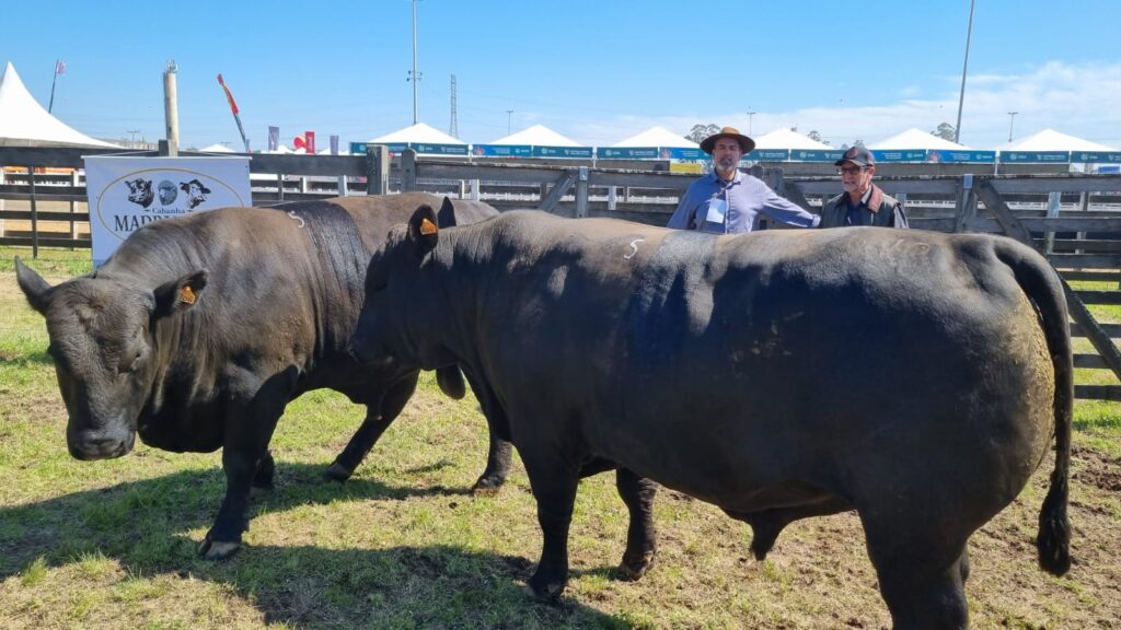 Cabanha Madrugada, de Cachoeira do Sul, estreia com prêmio máximo no julgamento de bovinos Ultrablack na Expointer 2023 / Fotos e vídeo: Narrador Papapa Guazelli/Divulgação