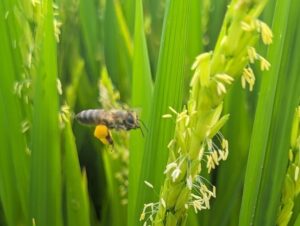 Lavoura de arroz gaúcha tem colaborado com a redução dos gases do efeito estufa