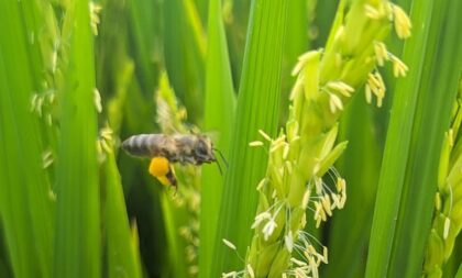 Lavoura de arroz gaúcha tem colaborado com a redução dos gases do efeito estufa