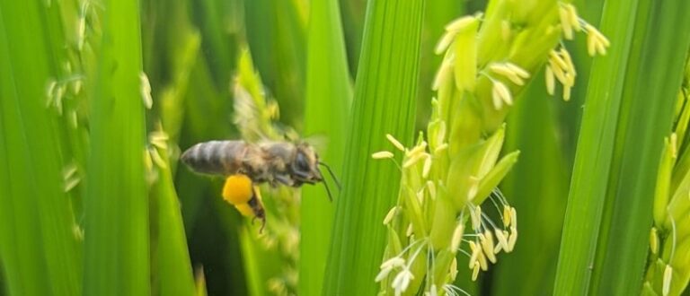 Lavoura de arroz gaúcha tem colaborado com a redução dos gases do efeito estufa